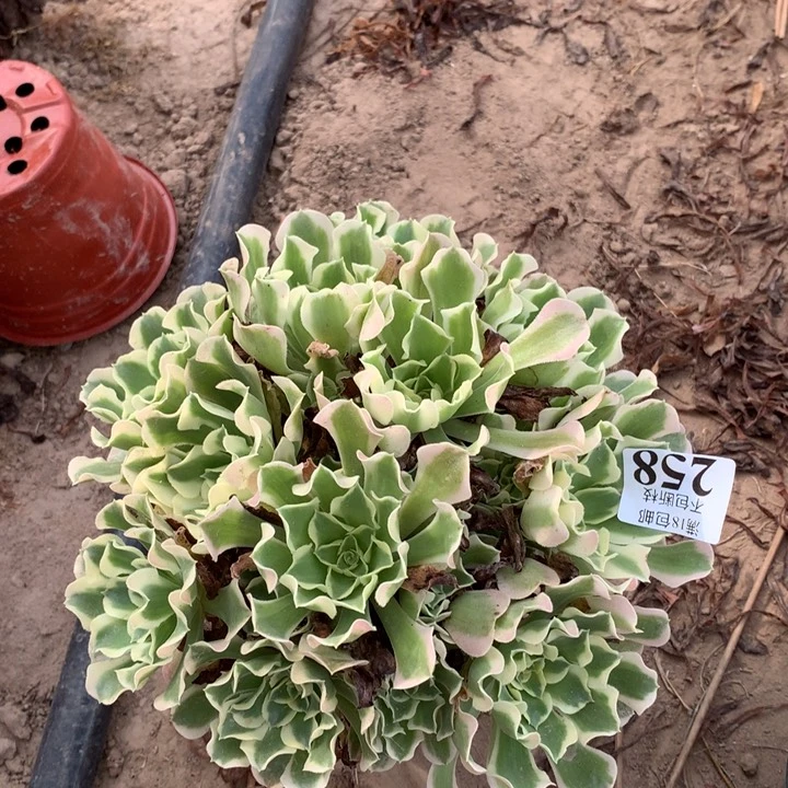 258雨花石绣球东棚bei