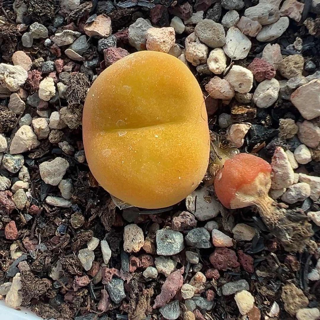 441水蜜桃带盆土发货