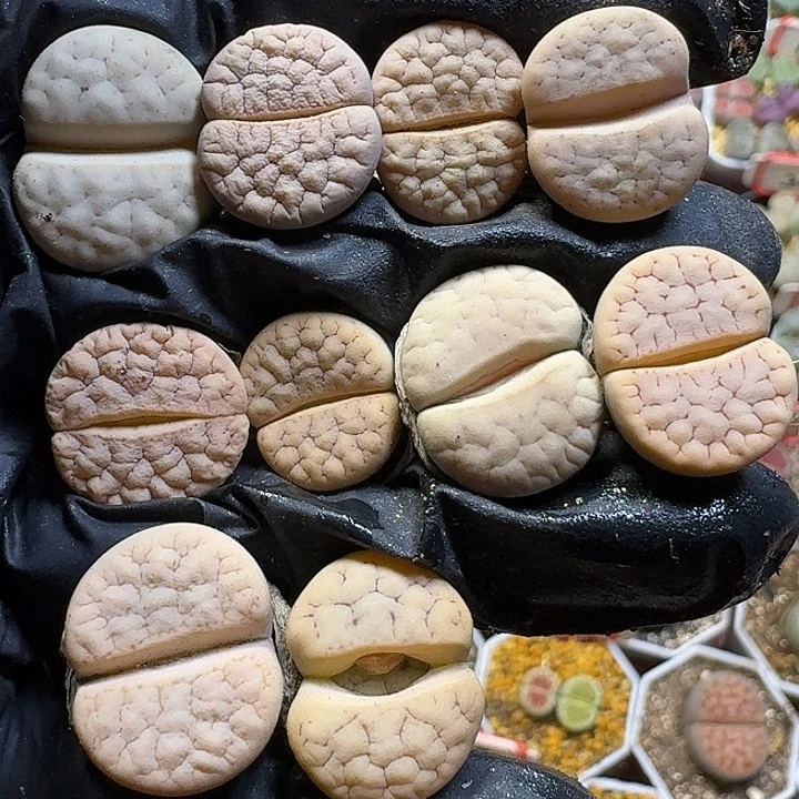 生石花1111111。    156