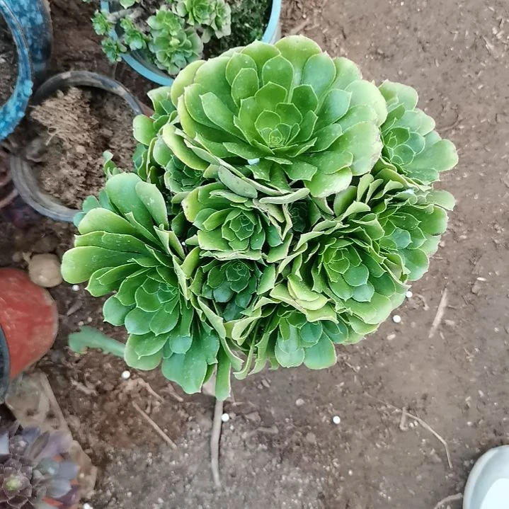 安*绿羊绒手捧多肉7