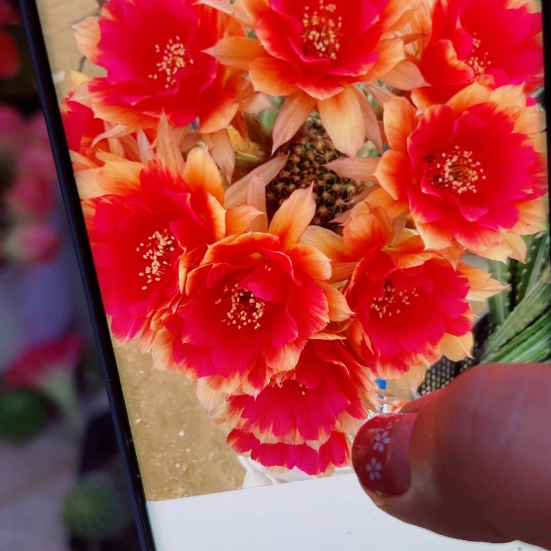 下47丽花光环歪无根侧芽3公分左右20包邮