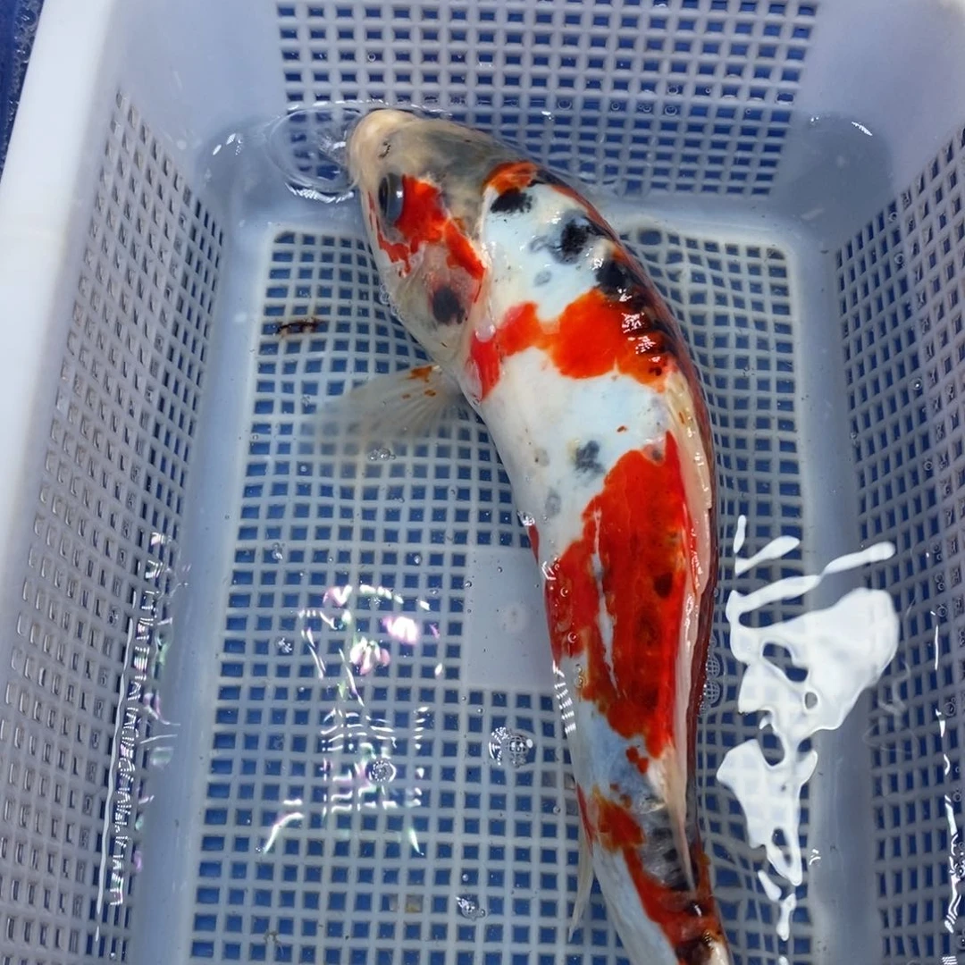 锦鲤冷水锦鲤包邮