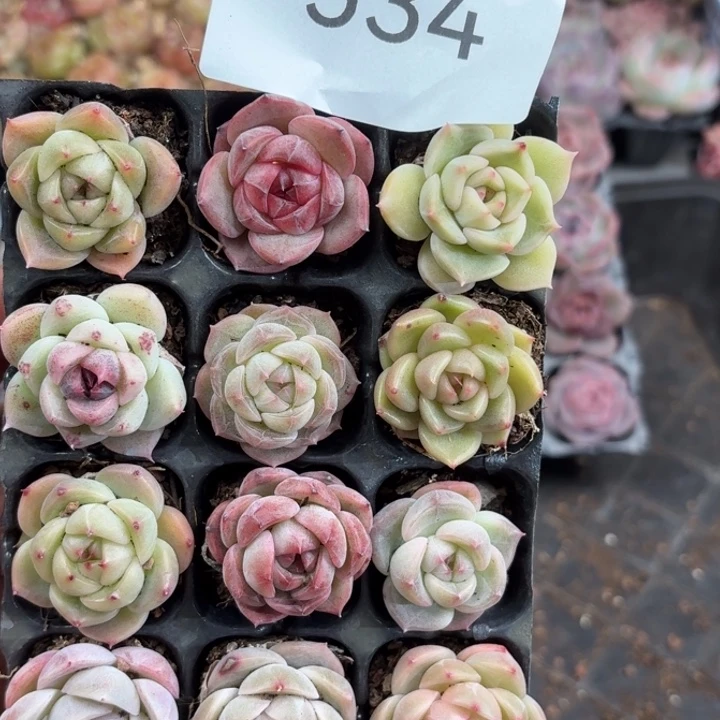红***瑰534。