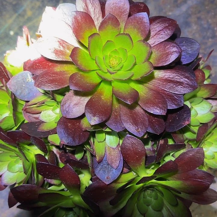 新品种桃花石捧花亏本福利