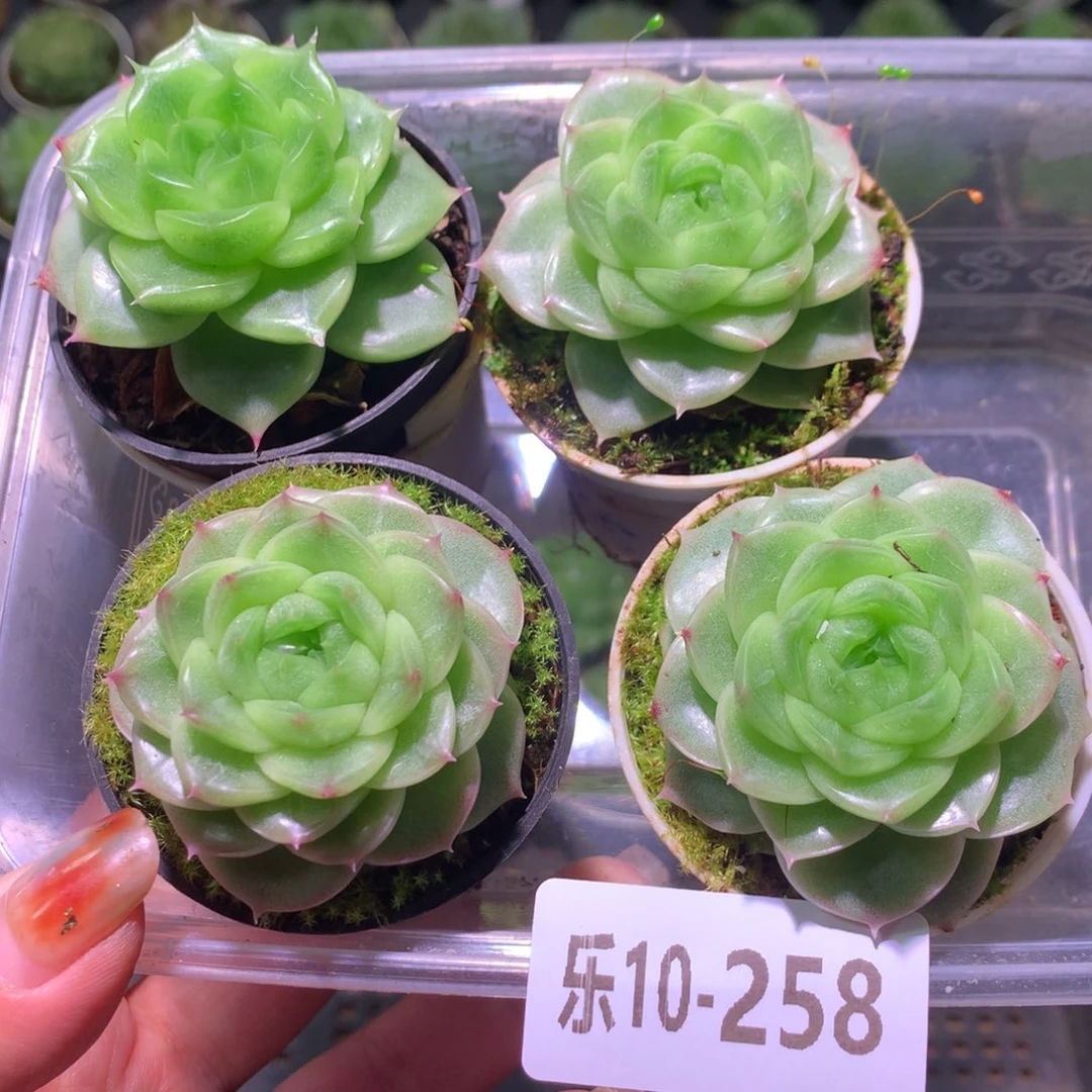 乐然10-258 珍妮新品4颗