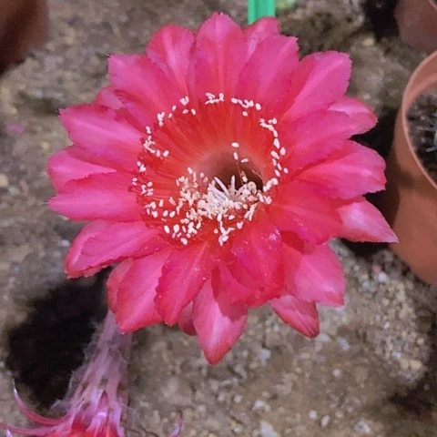 ❄️****仙人掌彩草B407