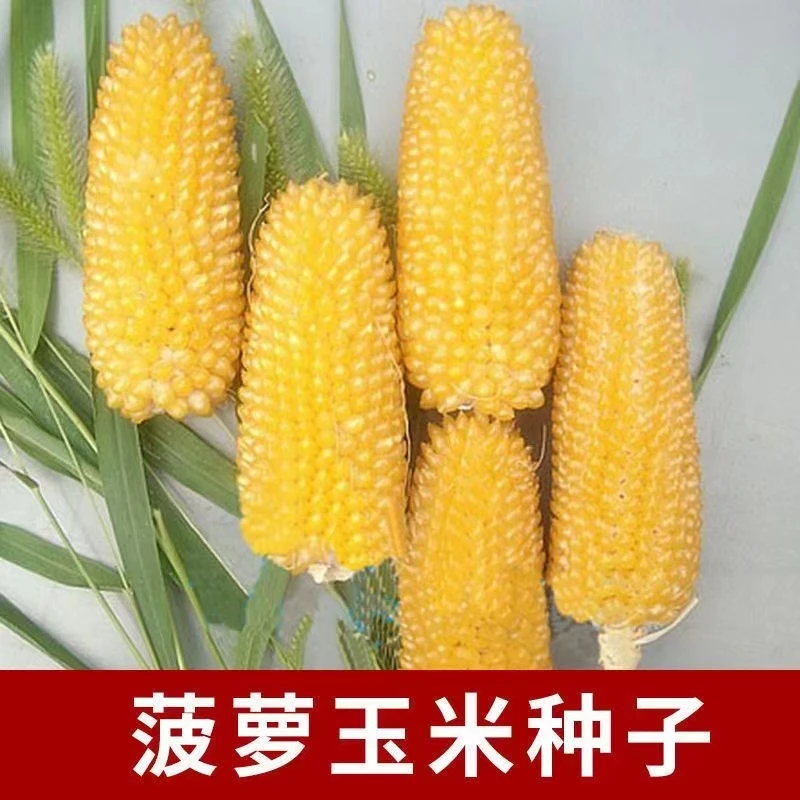 (拍2发3)水果玉米种子草莓菠萝玉米种子甜糯玉米种子四季播种种籽