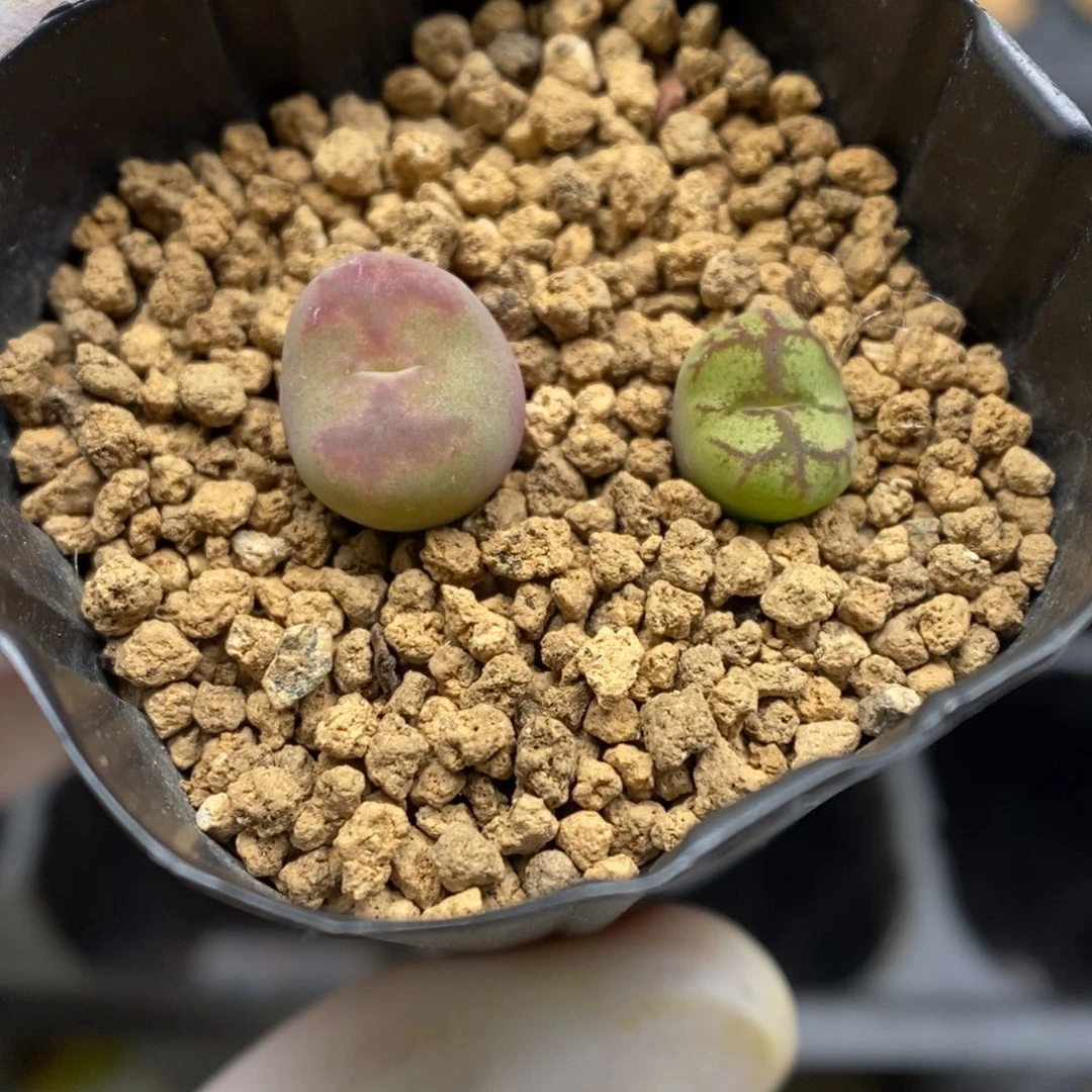 多肉植物肉锥杂交K-5162