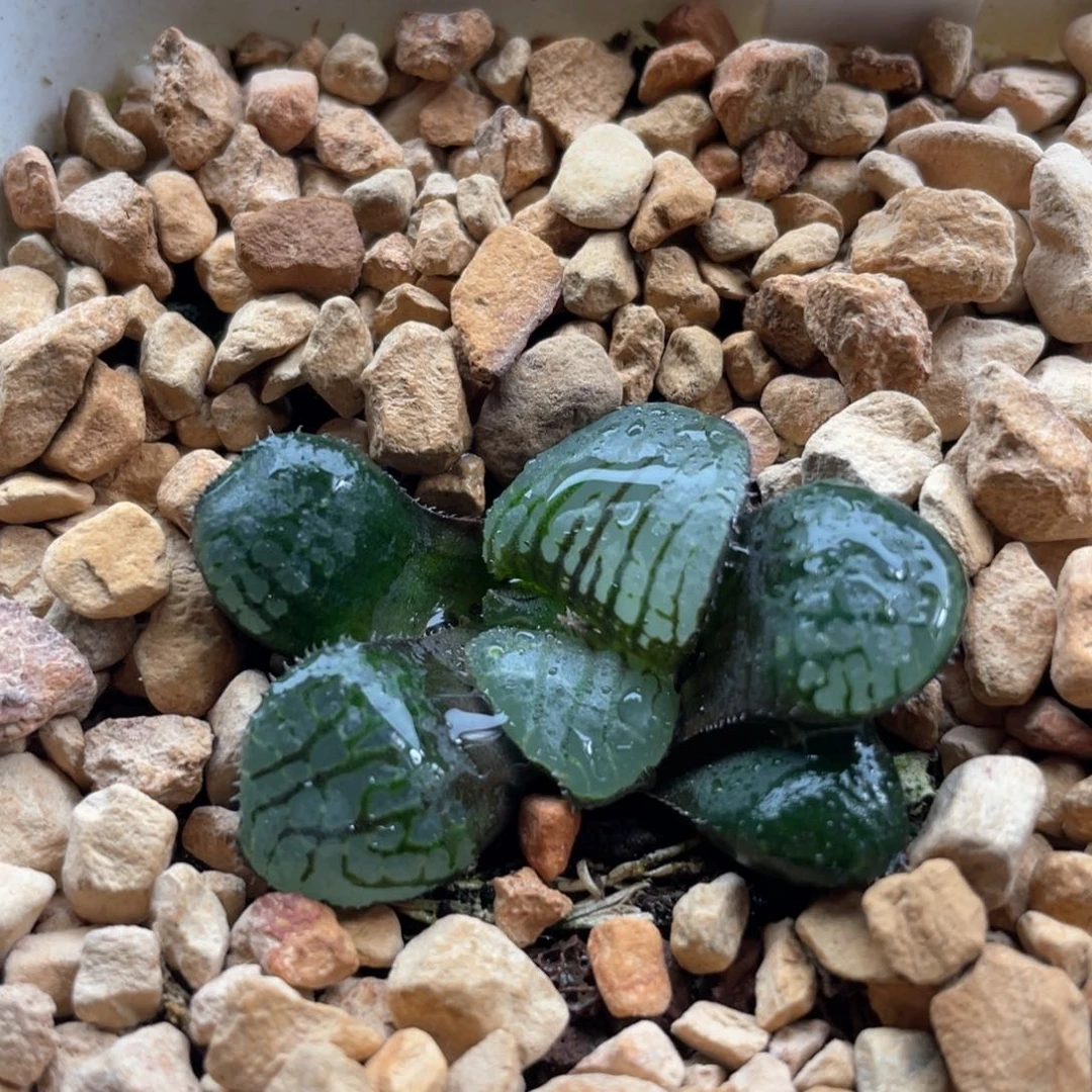 128非组水晶魔界。