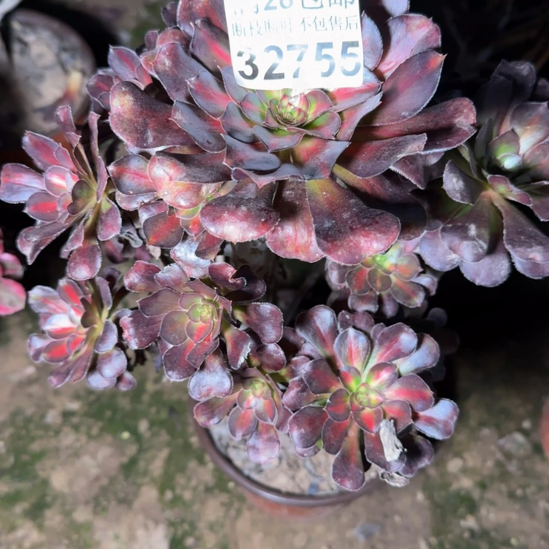 32755晚霞多肉植物