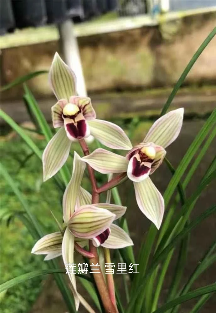 莲瓣兰雪里红兰花苗绿植