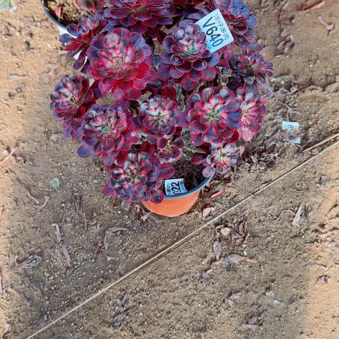 丽娜法师640冠幅25