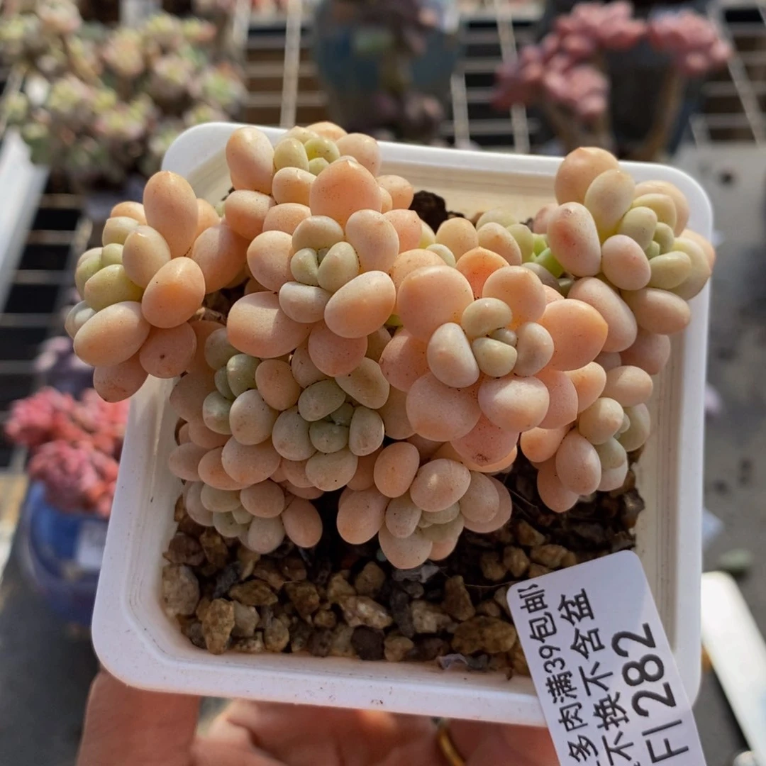 洛可可282/8cm多肉