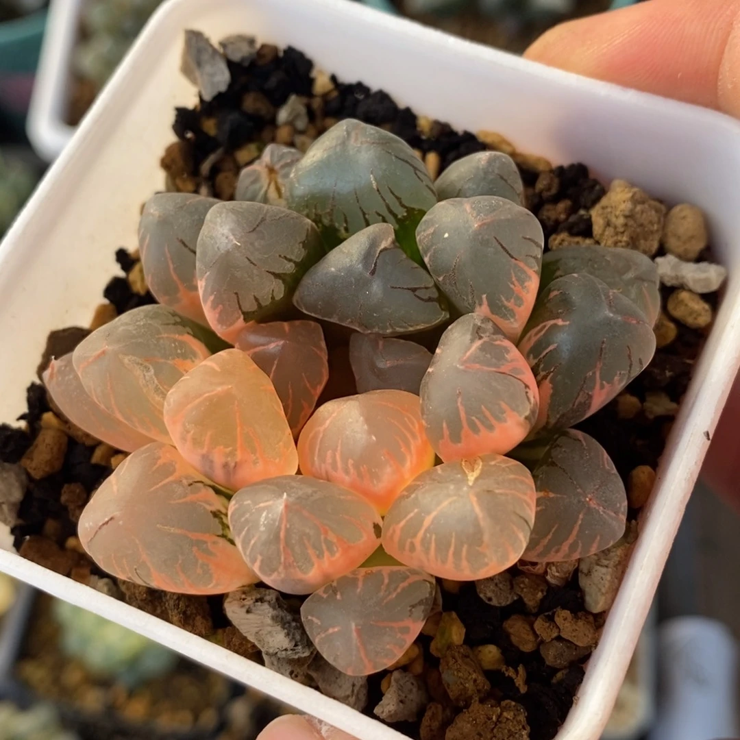 一颗实生玉露锦 特价