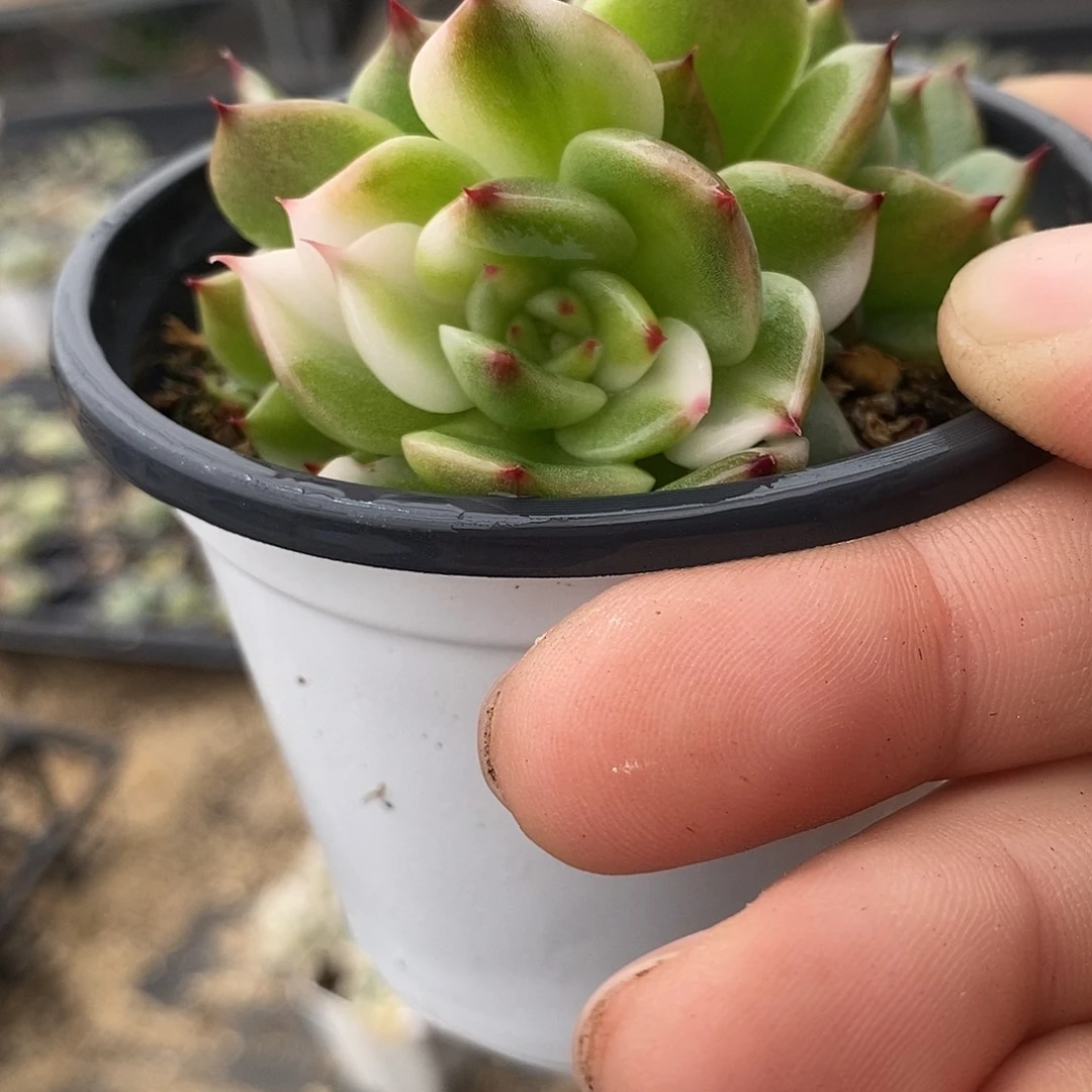 421花锦娃娃锦多肉植物哇啦塞