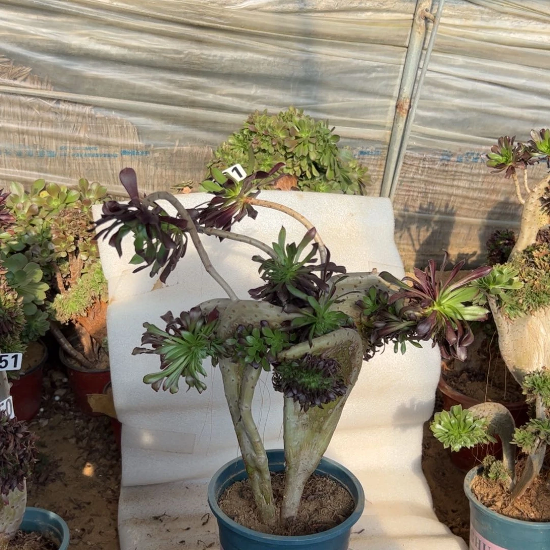 有伤双翅膀黑缀021