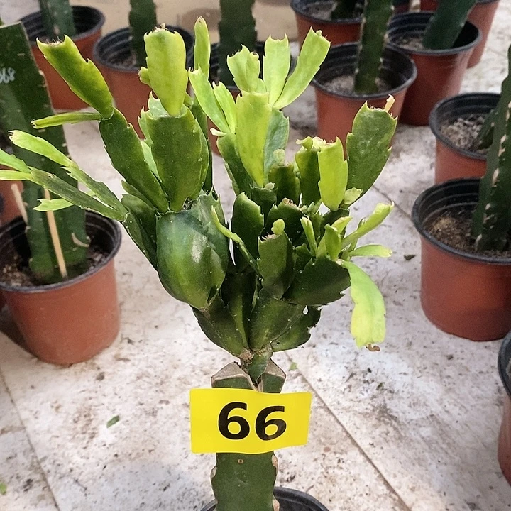 当前无花栽培后可以开花瑕疵仙子066号