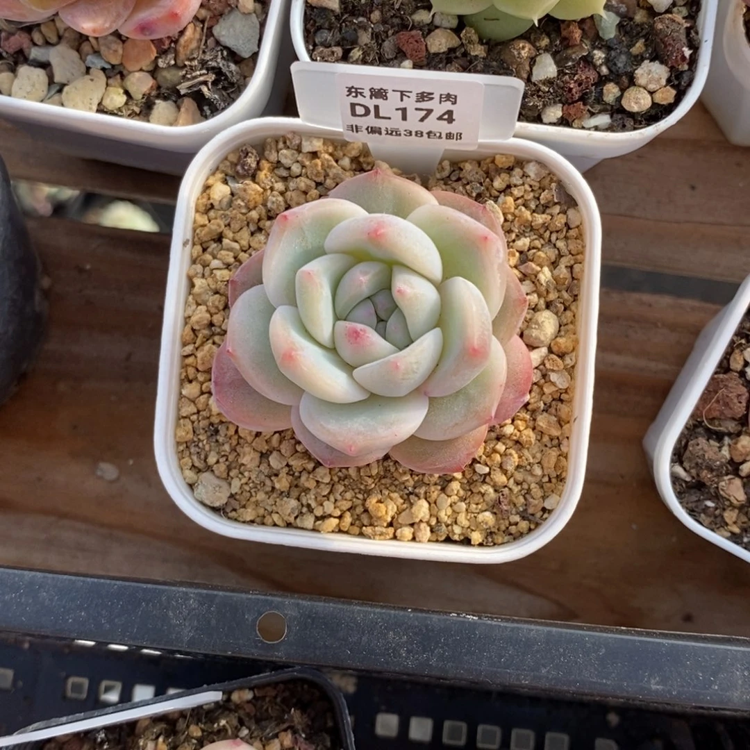 D****?174东篱下多肉植物盆栽