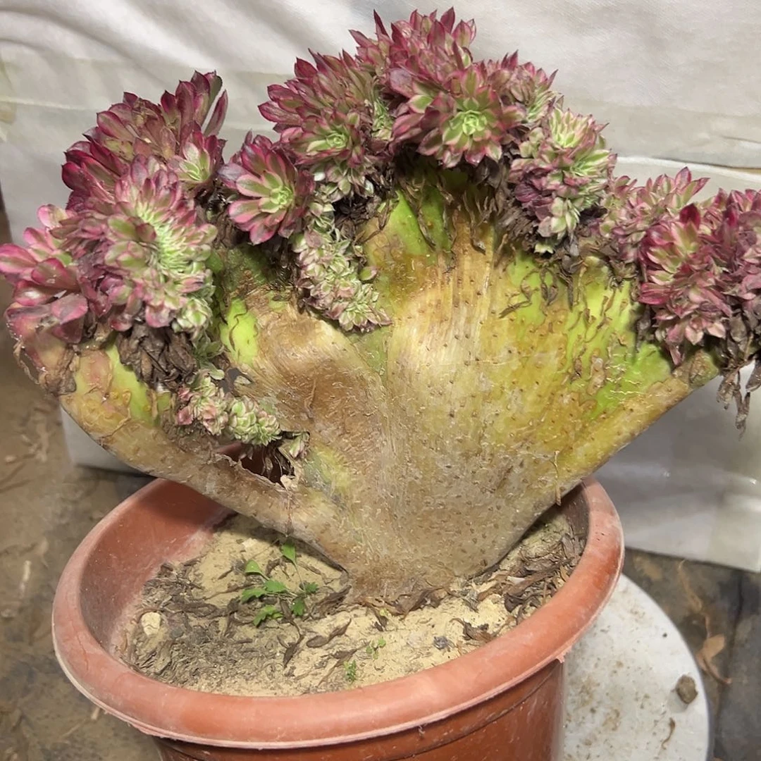 小***艾多肉植物红铜白缀花168