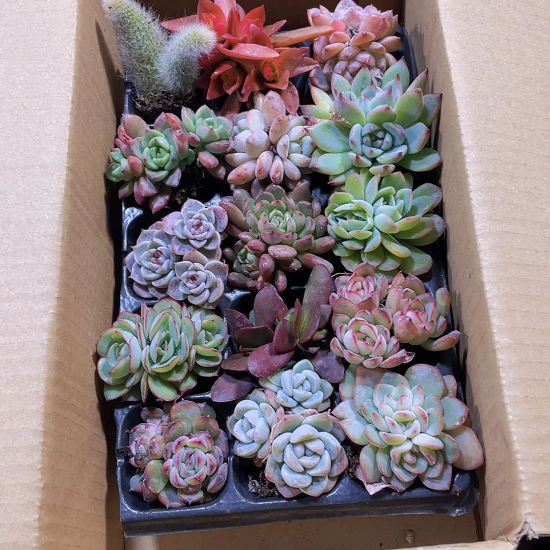 15颗-1号约3-5厘米