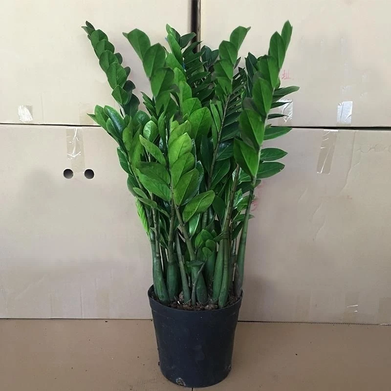金钱树盆栽植物室内钱串子招财客厅绿植花卉四季常青
