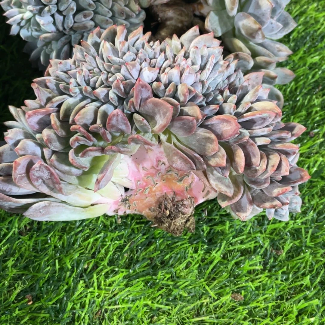 花***米星影石榴籽底切花生米发货