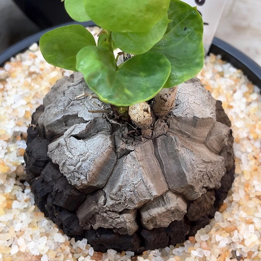 潮流植物精品黑灰南非龟，9062