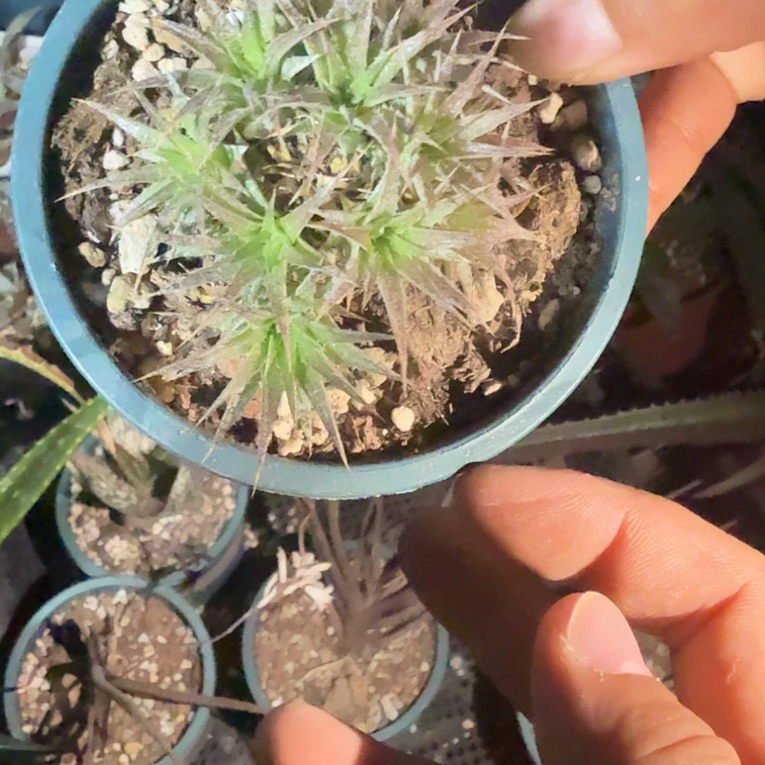 多肉植物 多肉植物