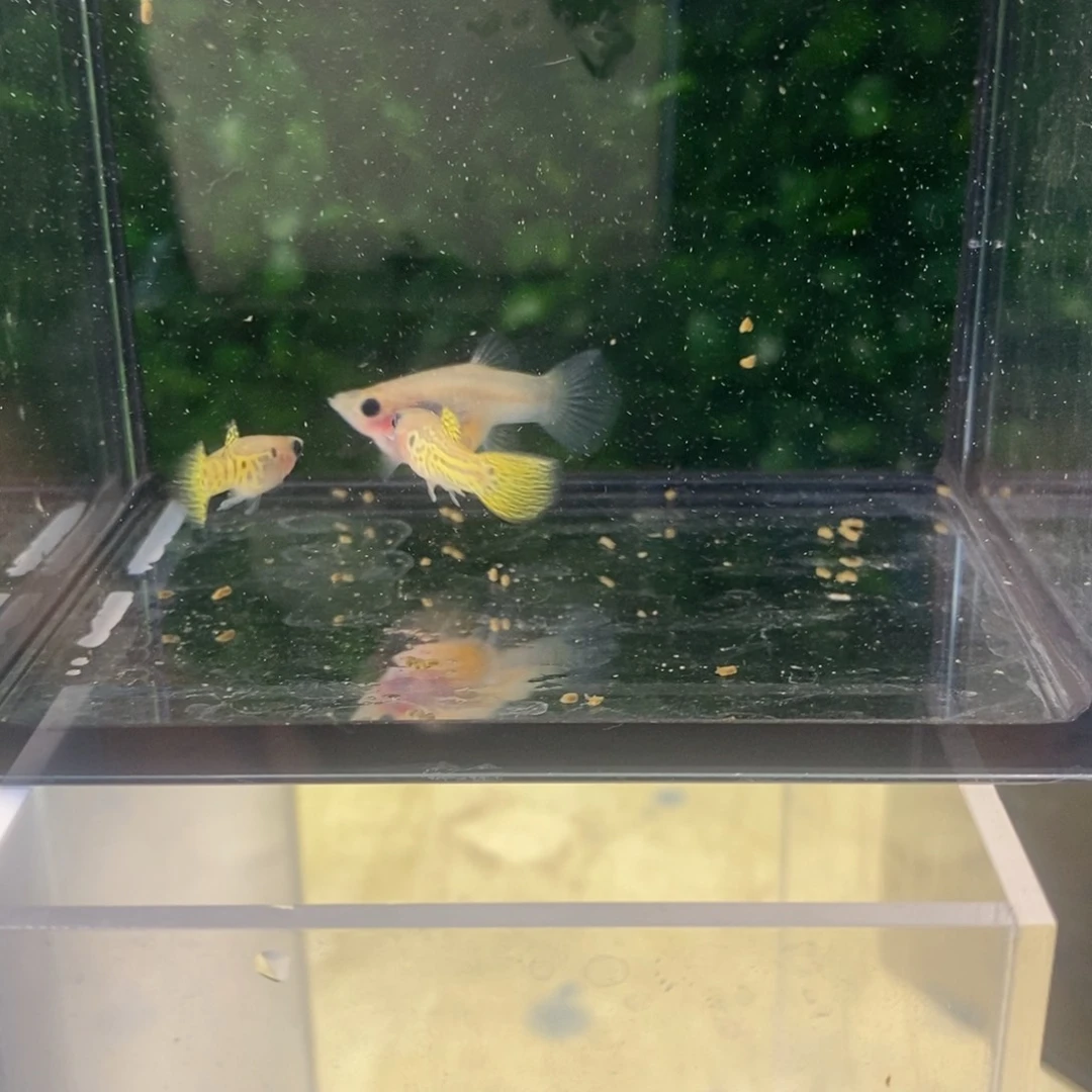 孔雀鱼黑金蕾丝三条