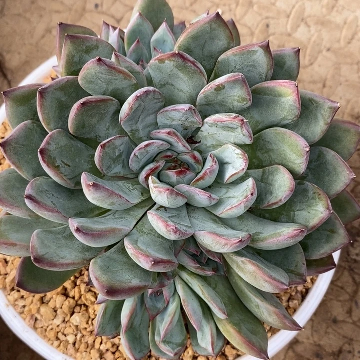 柔***意我是真的很喜欢这个