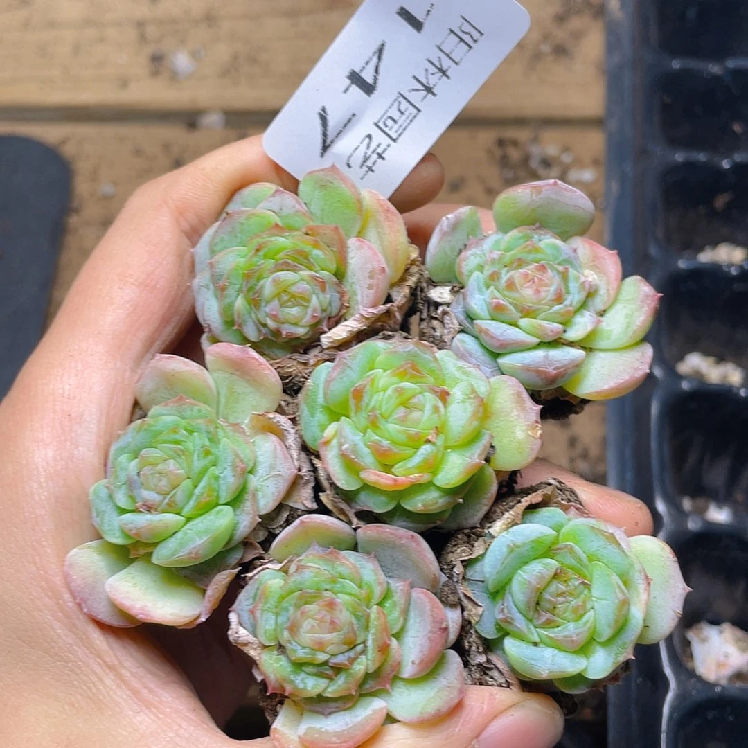 *****多肉植物多肉植物147