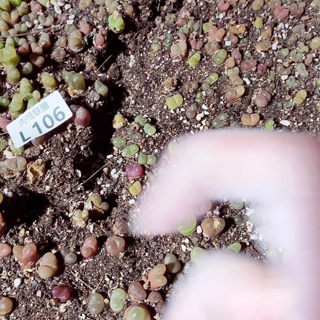 106毛呃呃呃呃呃呃呃呃呃呃呃呃