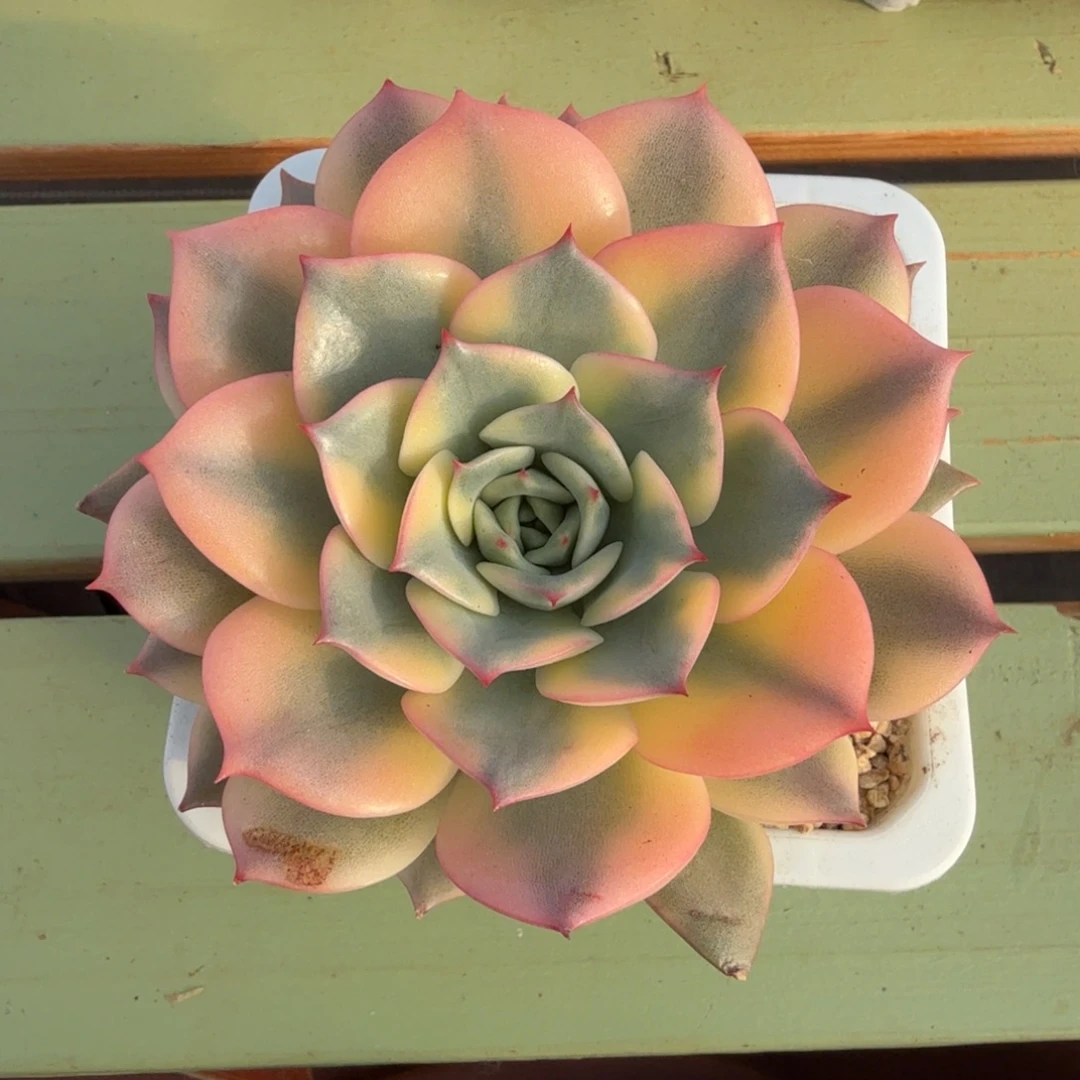 粉艾丽卡锦锦上园艺一物一拍