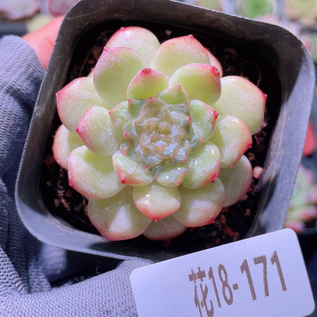 花利美18-171新品