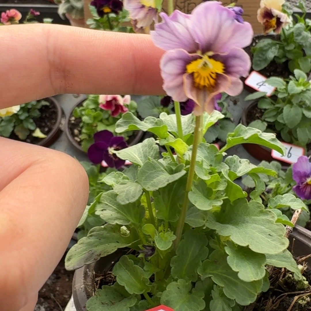 大部分花苞少量开放234