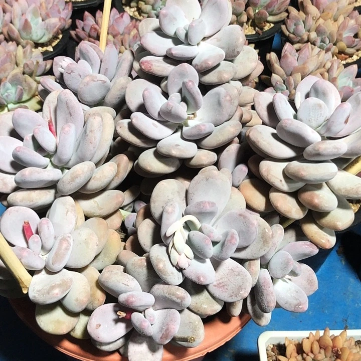 大叶奶大群多肉植物