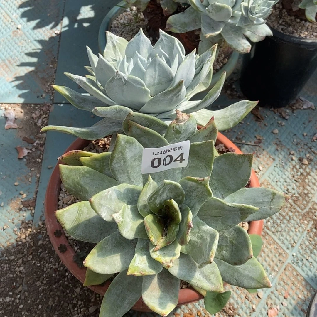 004多肉植物处理瑕疵