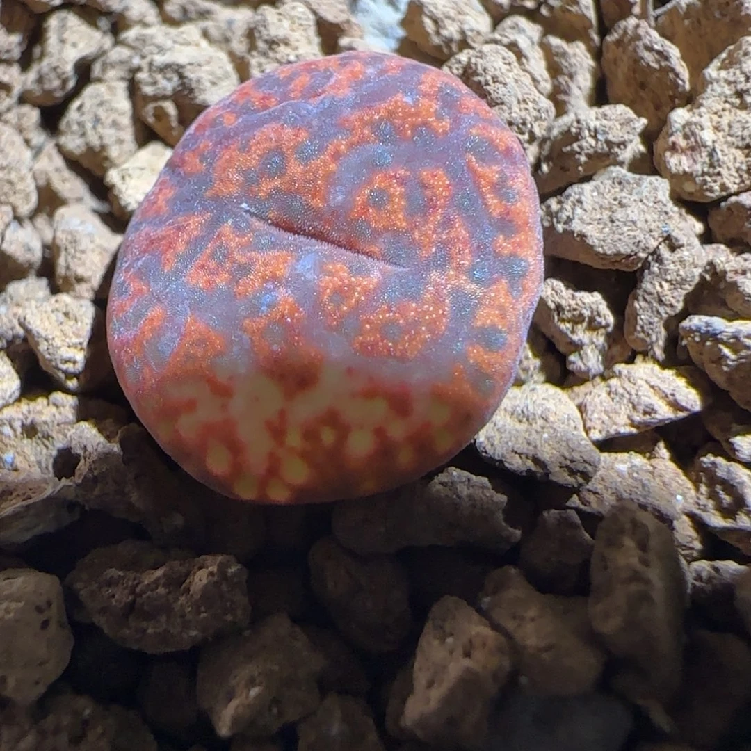 肉锥多肉植物组合-ap正红色酒红勋章1772