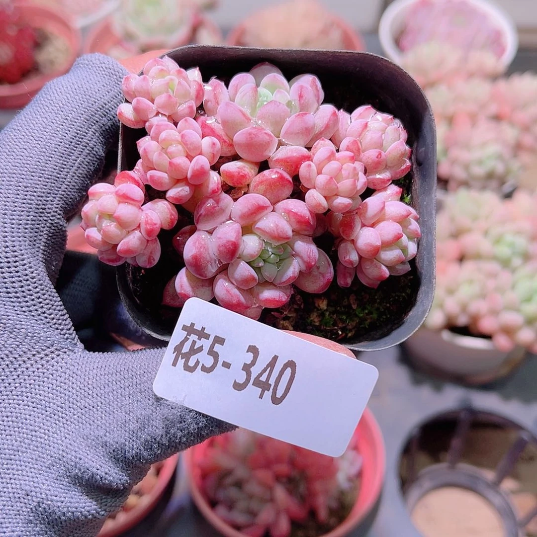 花05-340珍珠豆群