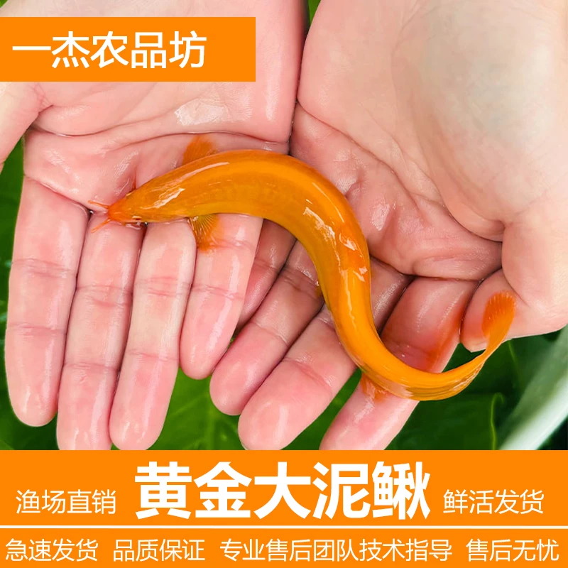 观赏【黄金泥鳅】清道夫淡水小金龙鳅练手鲜活清洁鱼好活易养不打氧