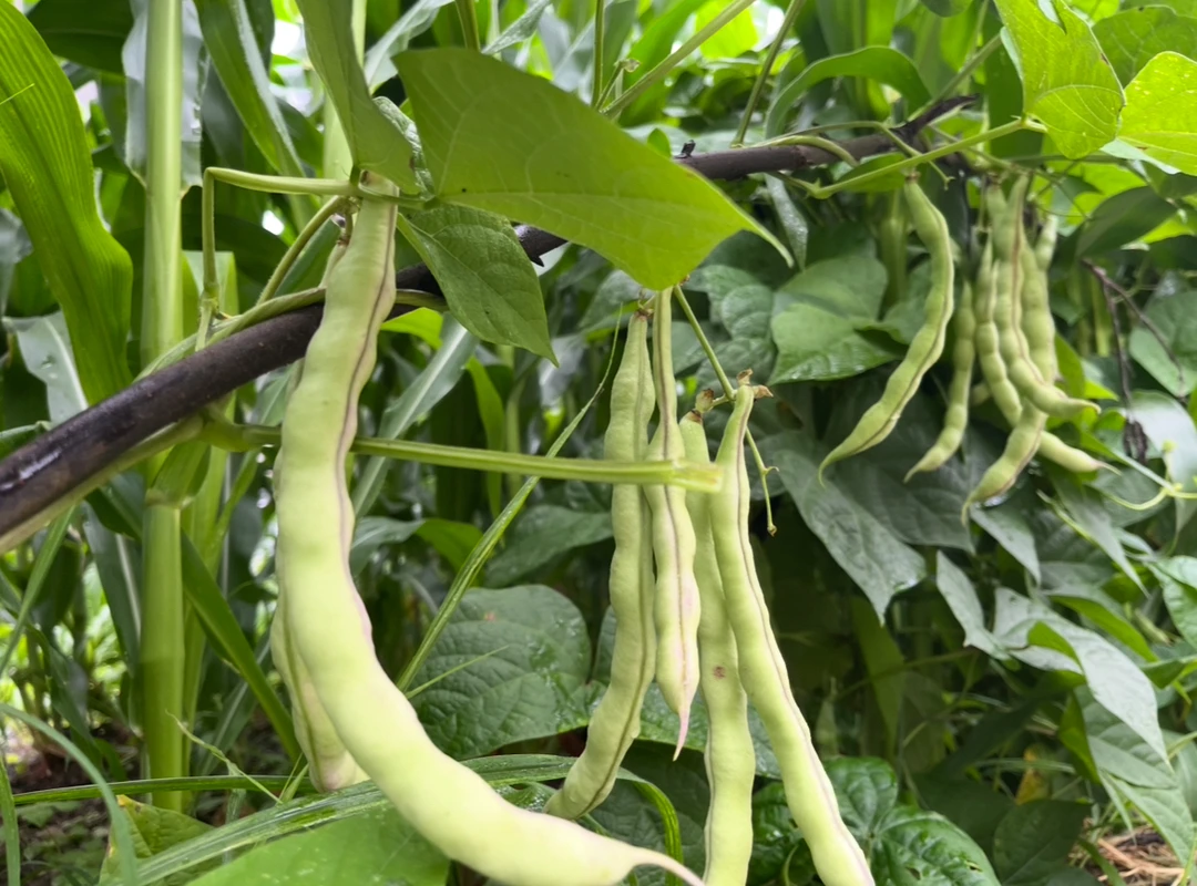 露天自然生长新鲜四季豆