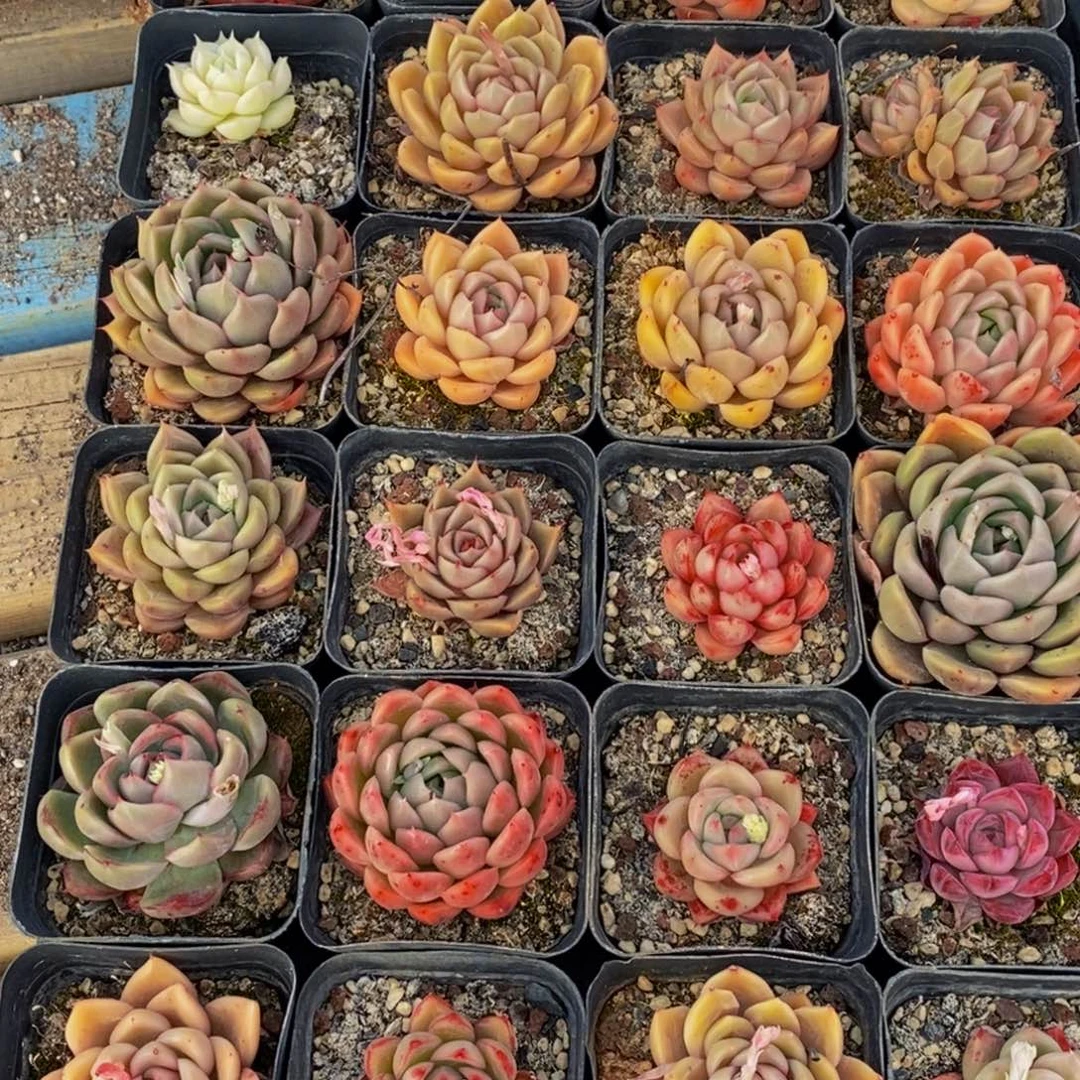 669的人和我一起看