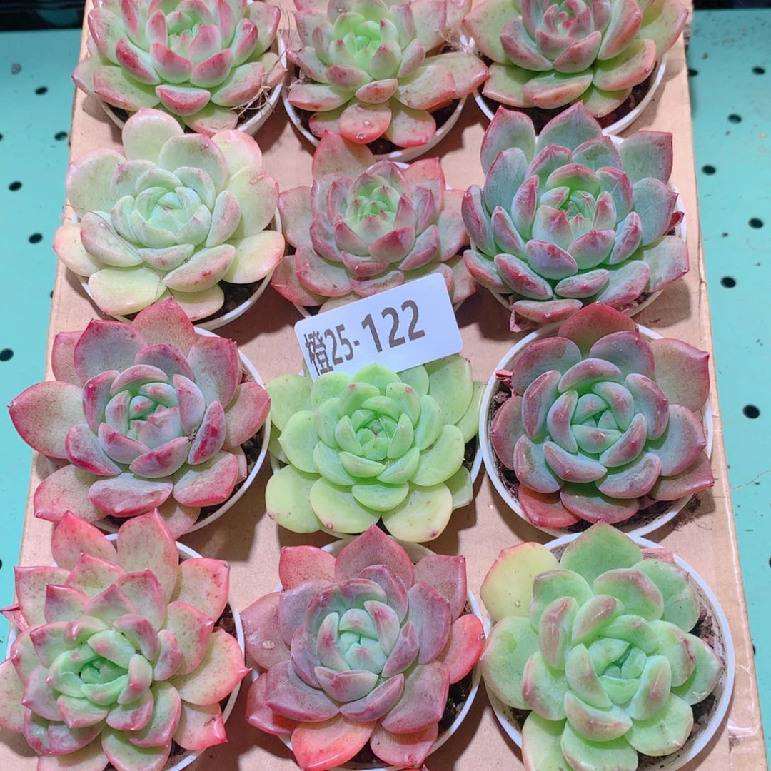 25-122一物一拍多肉带盆18颗