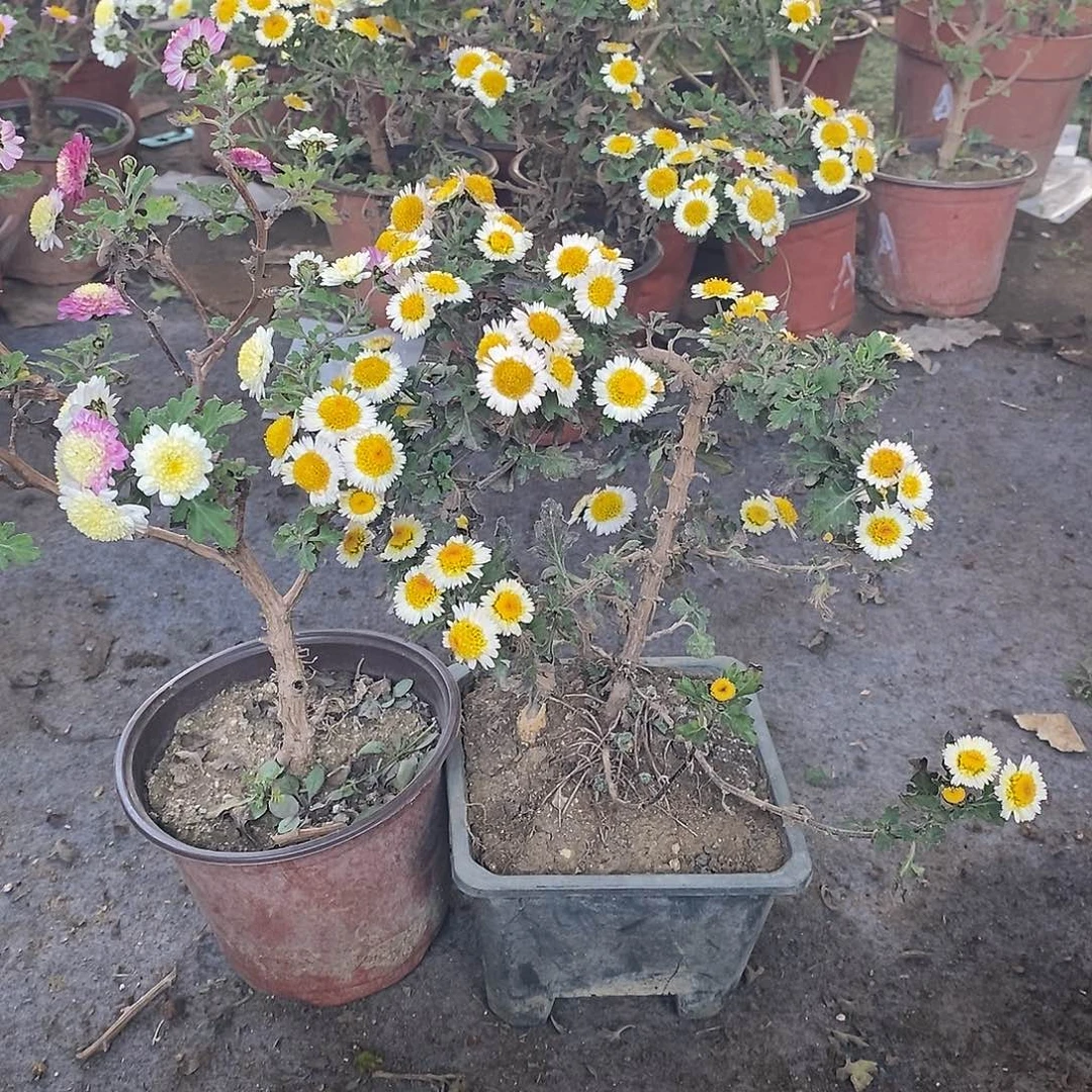 ****燕完全开放盆景菊花绿化