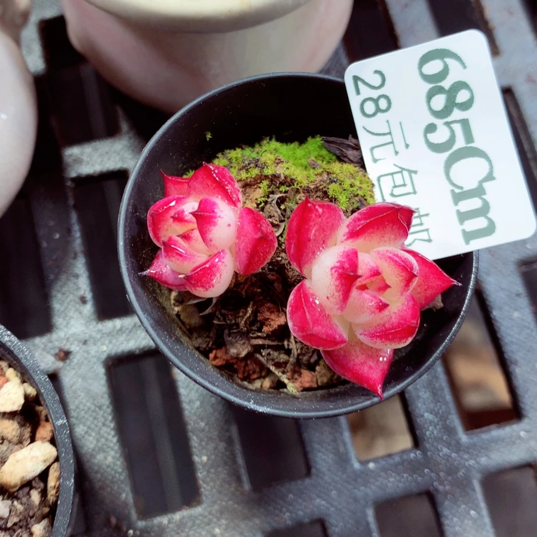 5厘米盆精控多肉685