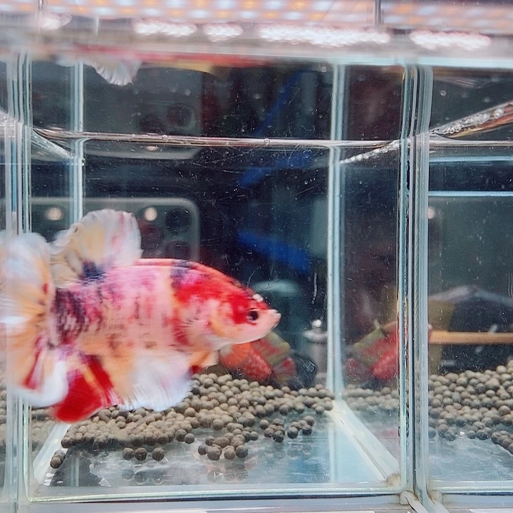 斗鱼黑249号巨斗将军