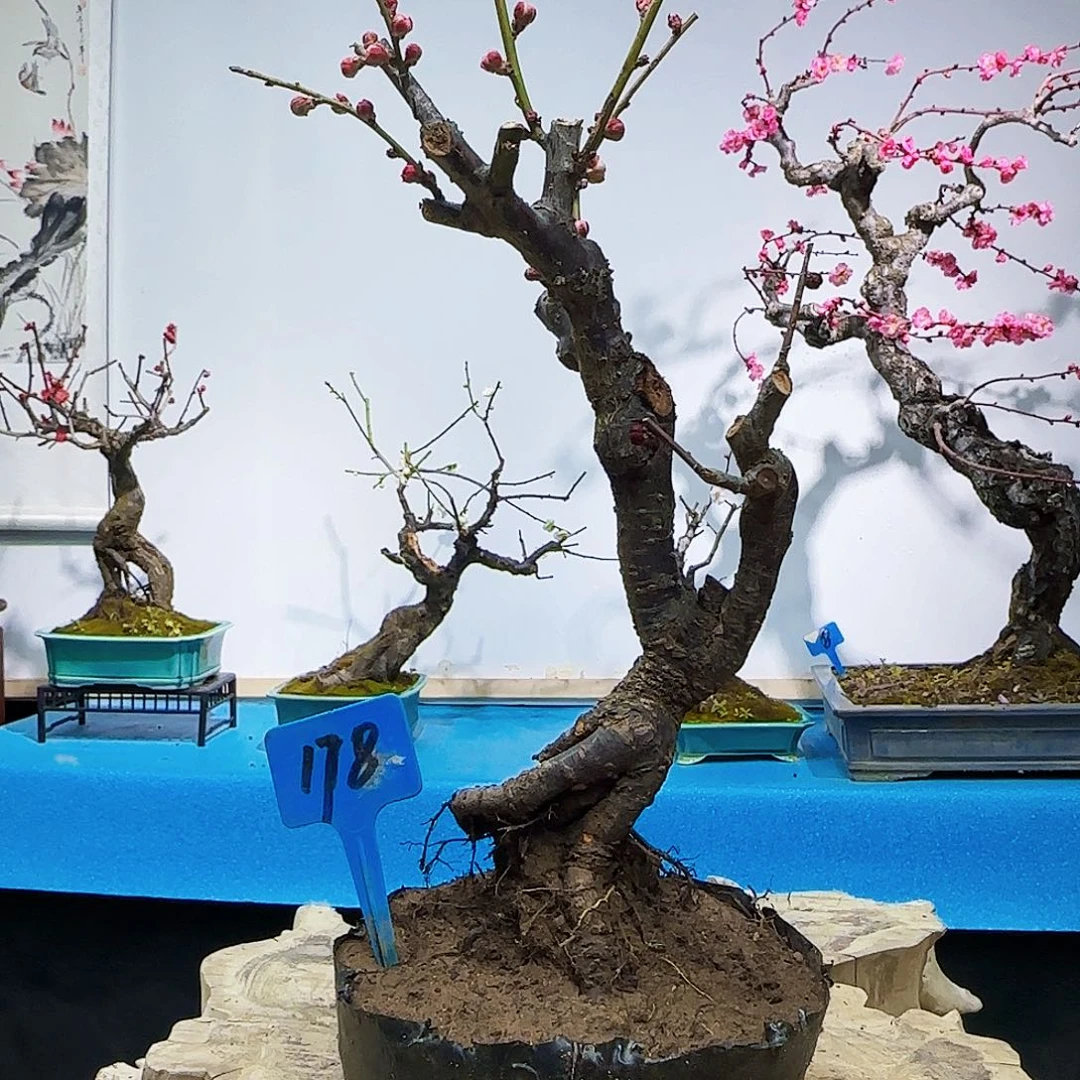 红陶人***定f g h j k k