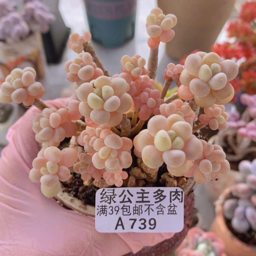 花朵鱼子酱老桩8cm739多肉植物