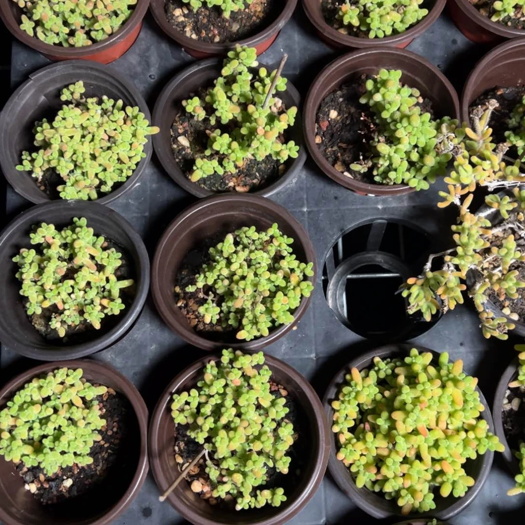 90杯蜜橘糖球老桩福利