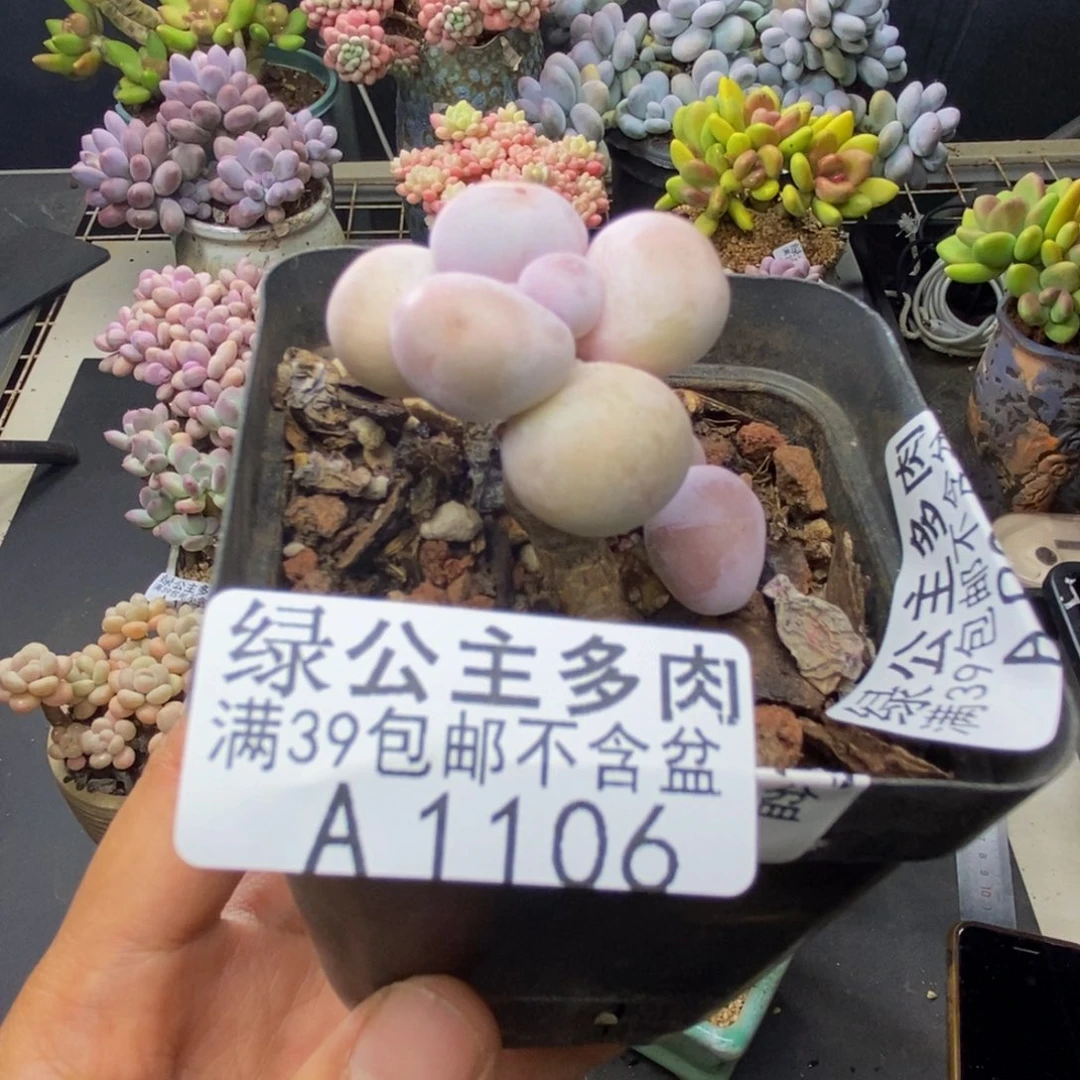 106橙奶多肉肉2c m